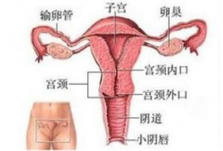 插阴道的视频,视频内容深度解析